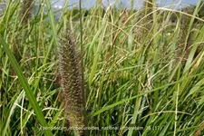 Pennisetum alopecuroides 'National Arboretum'
