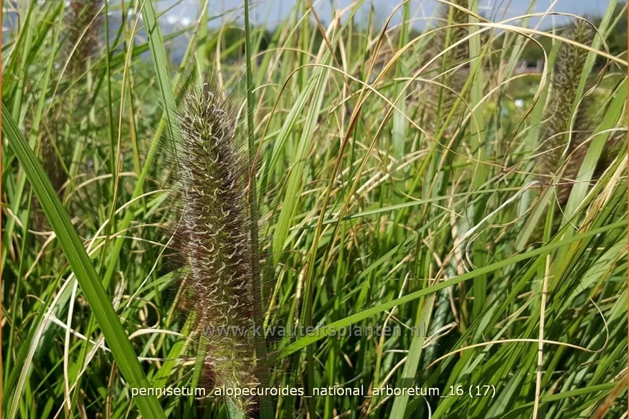 Pennisetum alopecuroides 'National Arboretum'