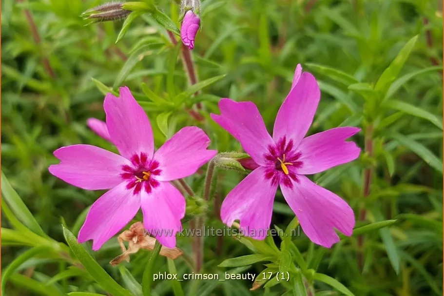 Phlox 'Crimson Beauty'