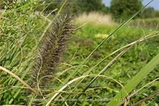 Pennisetum alopecuroides 'National Arboretum'