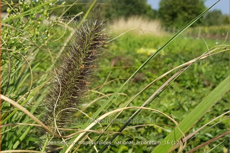 Pennisetum alopecuroides 'National Arboretum'