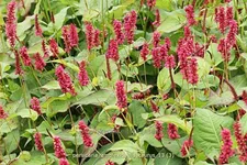Persicaria amplexicaulis 'Taurus'