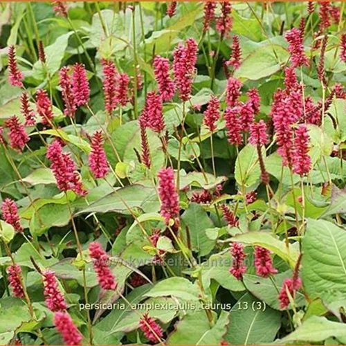 Persicaria amplexicaulis 'Taurus'