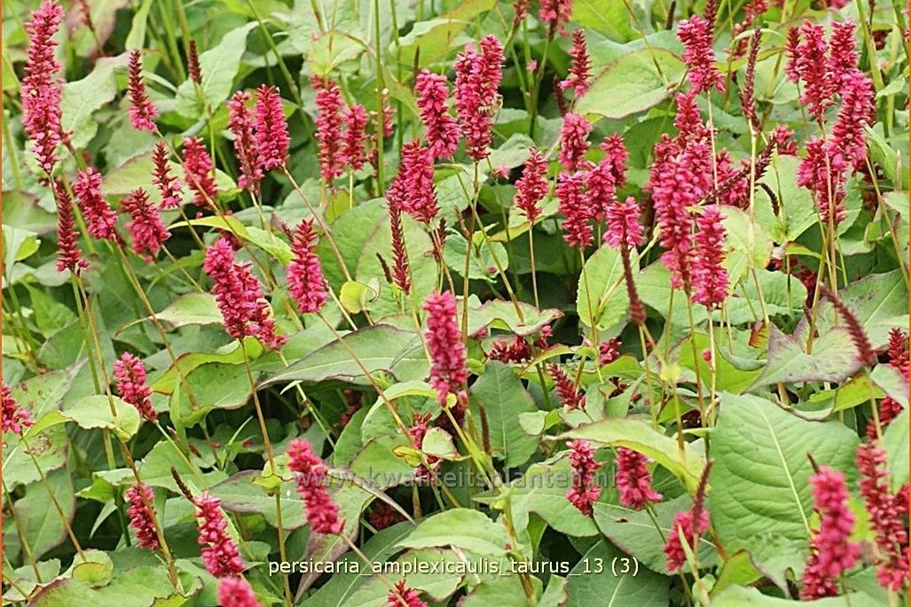 Persicaria amplexicaulis 'Taurus'