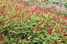 Persicaria amplexicaulis 'Taurus'
