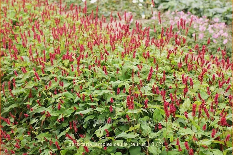 Persicaria amplexicaulis 'Taurus'