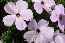 Phlox douglasii 'Lilac Cloud'