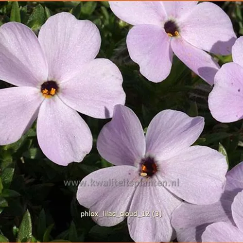Phlox douglasii 'Lilac Cloud'