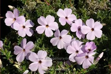 Phlox douglasii 'Lilac Cloud'