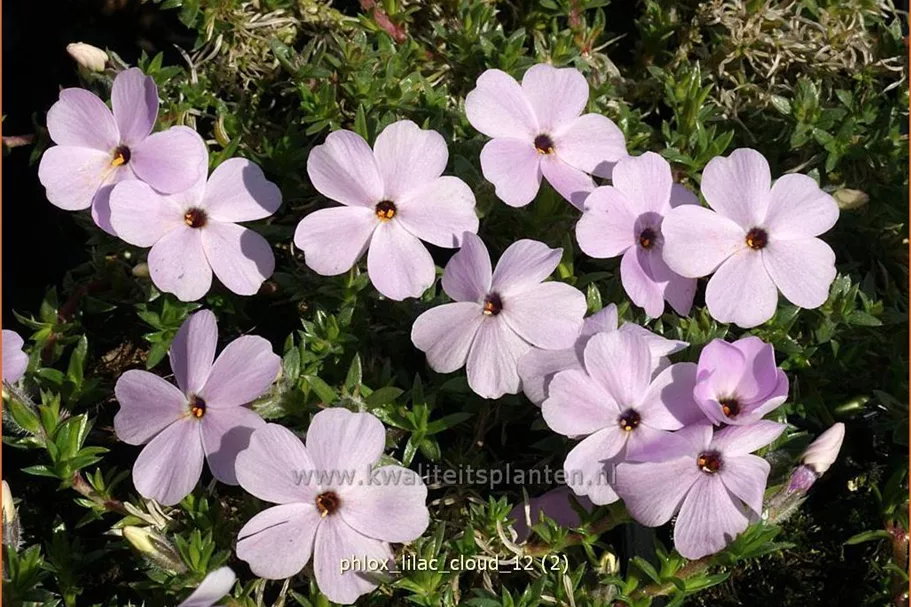 Phlox douglasii 'Lilac Cloud'