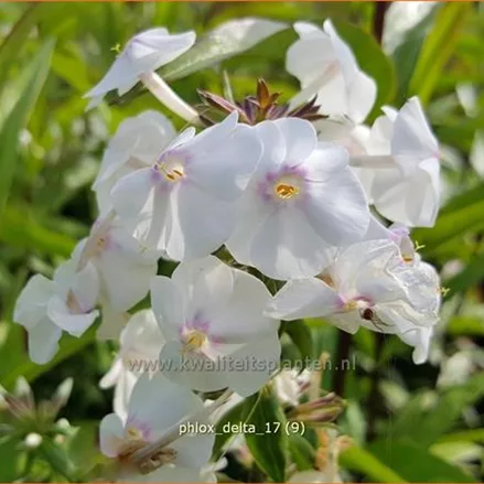 Phlox carolina 'Delta'