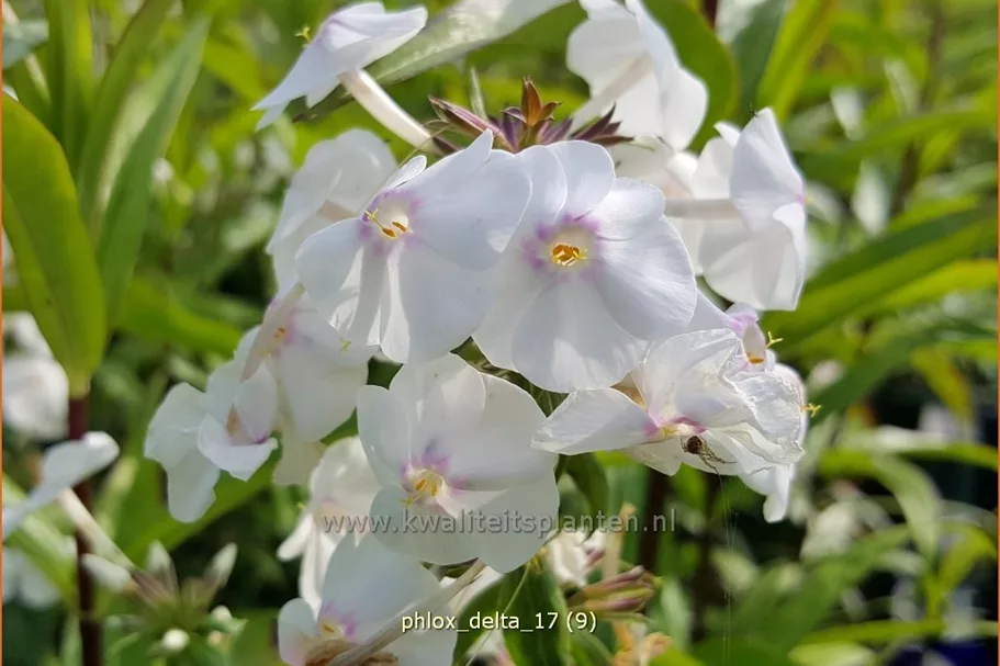 Phlox carolina 'Delta'