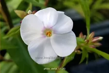 Phlox carolina 'Delta'
