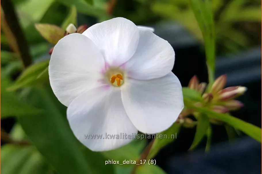 Phlox carolina 'Delta'
