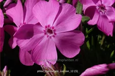 Phlox 'MacDaniel's Cushion'
