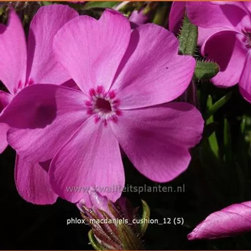 Phlox 'MacDaniel's Cushion'