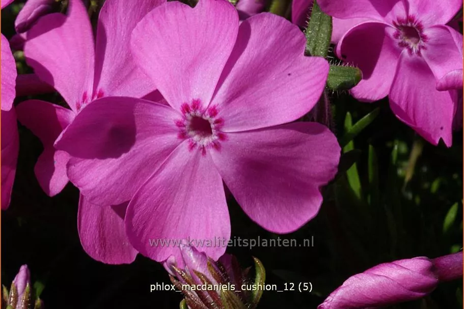 Phlox 'MacDaniel's Cushion'