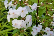 Phlox carolina 'Delta'