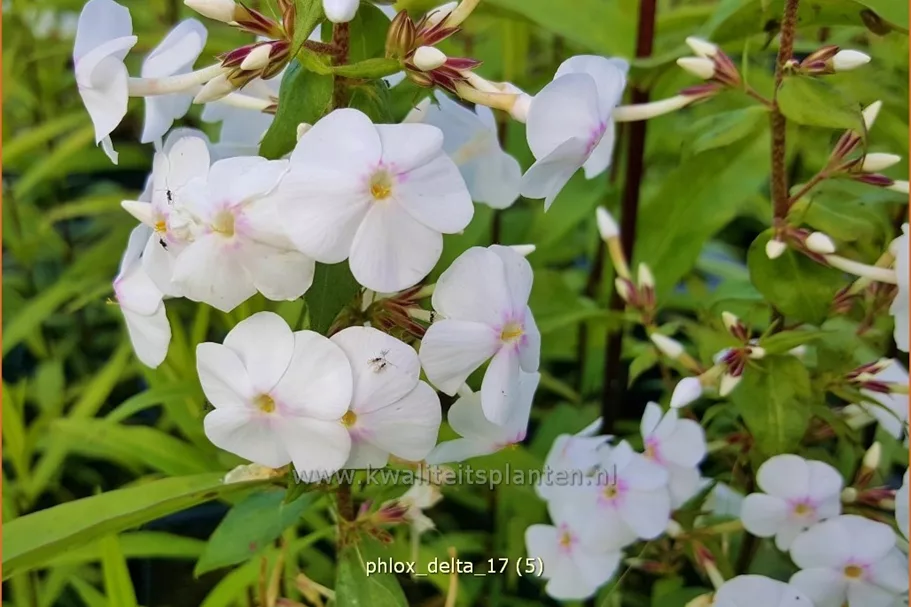 Phlox carolina 'Delta'