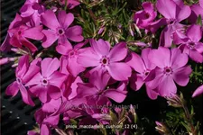 Phlox 'MacDaniel's Cushion'