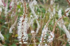 Persicaria amplexicaulis 'White Eastfield'