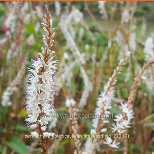 Persicaria amplexicaulis 'White Eastfield'
