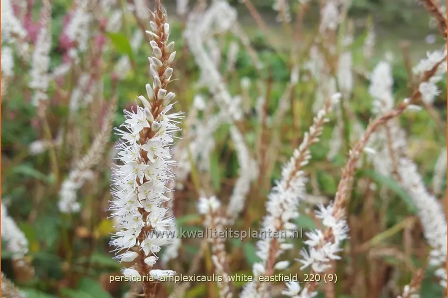 Persicaria amplexicaulis 'White Eastfield'