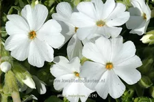 Phlox subulata 'Maischnee'