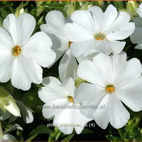 Phlox subulata 'Maischnee'