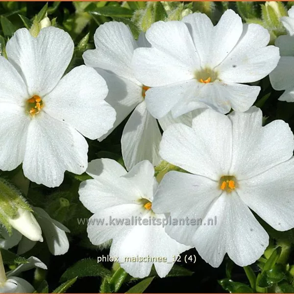 Phlox subulata 'Maischnee'