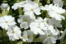 Phlox subulata 'Maischnee'