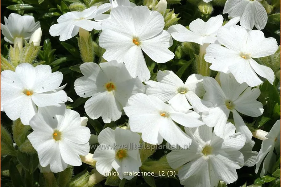 Phlox subulata 'Maischnee'