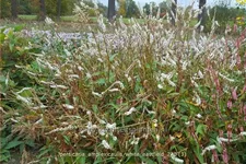 Persicaria amplexicaulis 'White Eastfield'