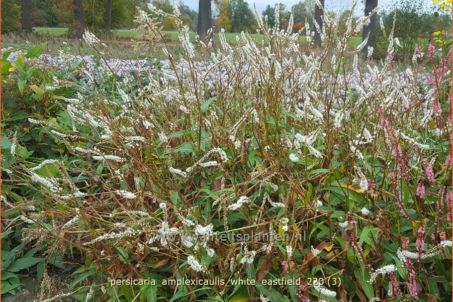 Persicaria amplexicaulis 'White Eastfield'