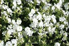 Phlox subulata 'Maischnee'