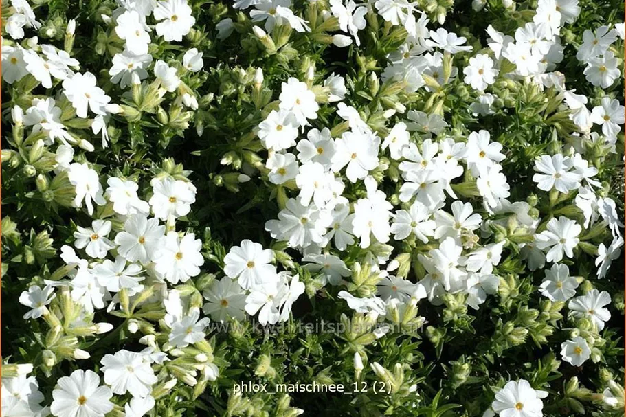 Phlox subulata 'Maischnee'