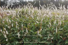 Persicaria amplexicaulis 'White Eastfield'