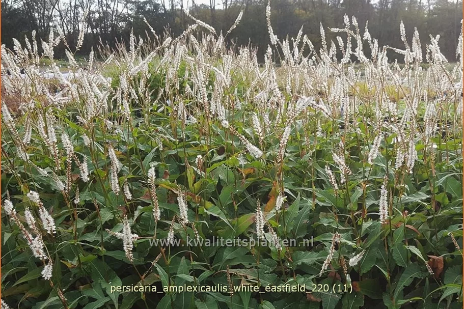 Persicaria amplexicaulis 'White Eastfield'