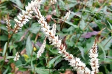 Persicaria amplexicaulis 'White Eastfield'