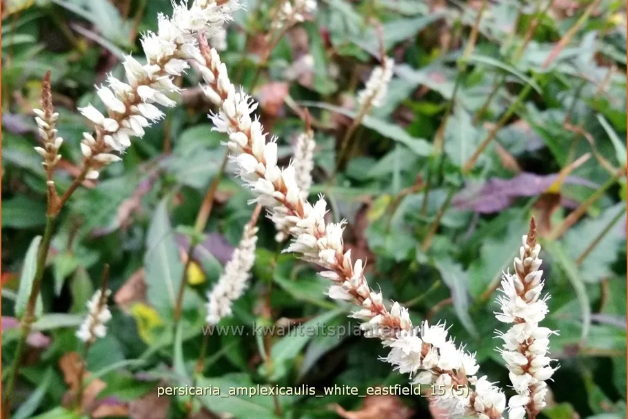 Persicaria amplexicaulis 'White Eastfield'
