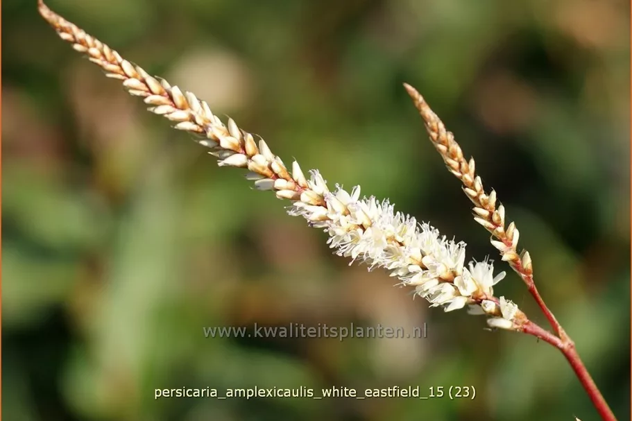 Persicaria amplexicaulis 'White Eastfield'