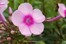 Phlox paniculata 'Miss Pepper'