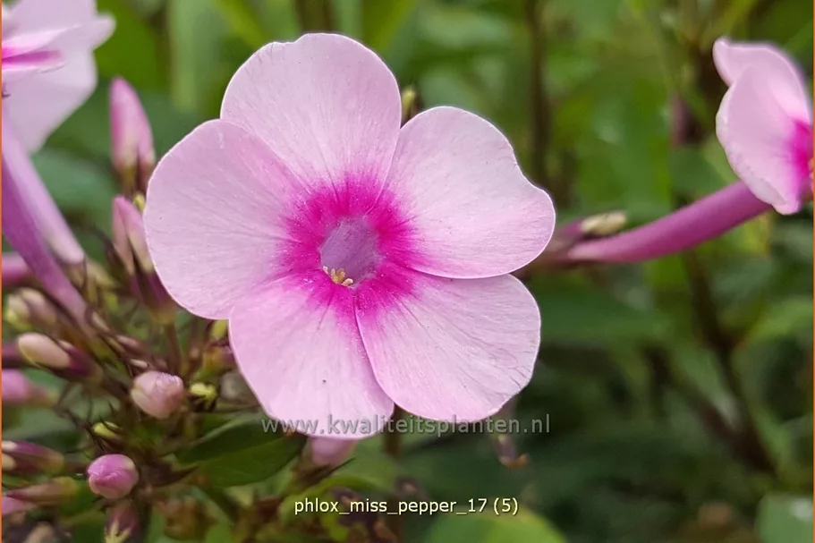 Phlox paniculata 'Miss Pepper'