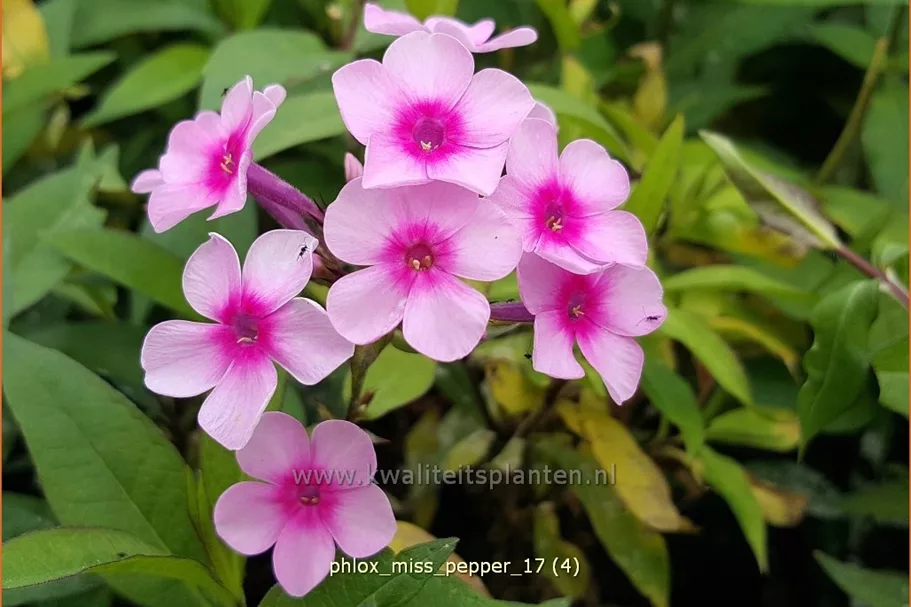 Phlox paniculata 'Miss Pepper'