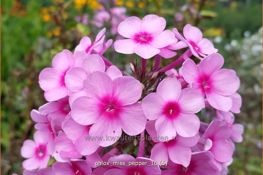 Phlox paniculata 'Miss Pepper'