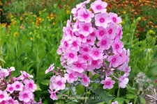 Phlox paniculata 'Miss Pepper'