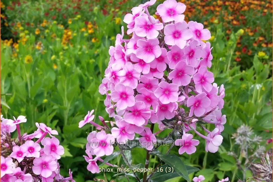 Phlox paniculata 'Miss Pepper'