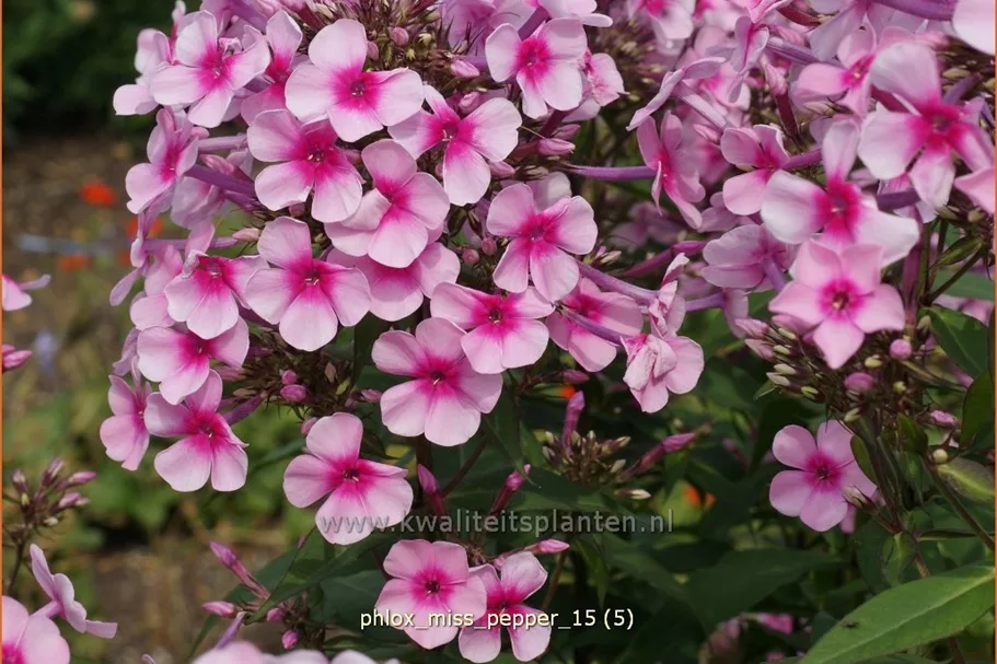Phlox paniculata 'Miss Pepper'