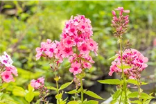 Phlox paniculata 'Miss Pepper'
