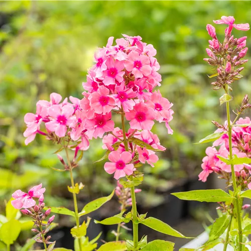 Phlox paniculata 'Miss Pepper'